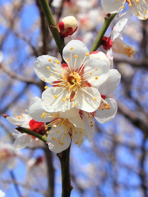 Prunus mume - Japanese Apricot - Flower is called plum blossom - Prunus mume is related to both Apricots and Plums. cc by 3.0 Kakidai Prunus Mume, Chinese Flowers, Japanese Plum, Apricot Tree, Apricot Blossom, Blooming Trees, Plum Tree, Deciduous Trees, Plum Blossom