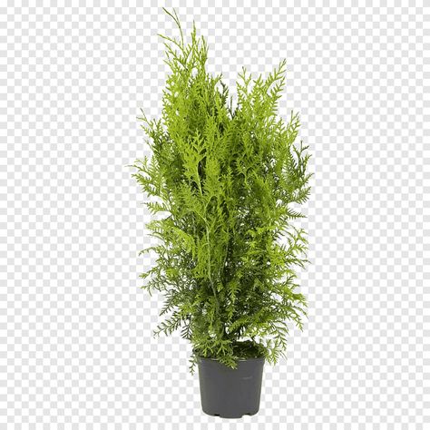 Thiruvila Png, Thuja Arborvitae, Rumput Png, Vegetation Png, Livistona Chinensis, Arbor Vitae, Png Trees Photoshop, Grass Weeds, Thuja Occidentalis