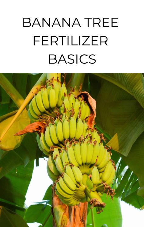 Banana trees are generally fertilized every 2-3 months. Most home growers use a tropical fruit tree fertilizer such as a citrus or avocado fertilizer. Palm tree fertilizers are also a good option. Increase feeding while the trees are flowering and fruiting, and decrease it during the offseason. You’ll also need to water the tree whenever … Fruit Garden Landscape, Gardening Memes, Plant Fertilizer, Banana Trees, Avocado Tree, Organic Mulch, Banana Plants, Fertilizer For Plants, Banana Tree