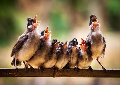 Kinds Of Birds, Pretty Birds, Little Birds, Small Birds, Animal Photo, Bird Watching, Bird Feathers, Animals Friends, Love Birds