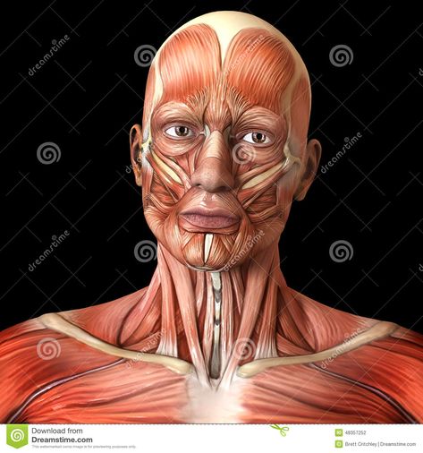 Face facial muscles - Human anatomy Face Muscles Anatomy, Drawing Human Anatomy, Body Muscle Anatomy, Head Muscles, Human Muscle Anatomy, Muscles Of The Face, Anatomy Bones, Head Anatomy, Facial Anatomy