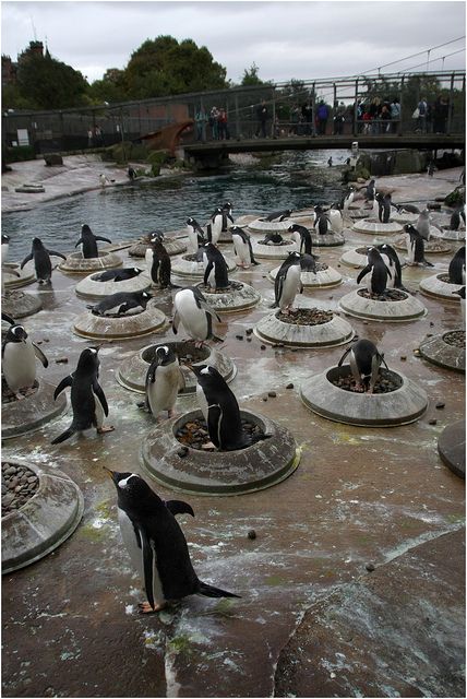 Penguin Colony at the Edinburgh Zoo Antarctic Animals, Edinburgh Zoo, Penguins And Polar Bears, Penguin Party, Edinburgh Festival, Penguin Love, Paws And Claws, Bird Pictures, Cute Penguins