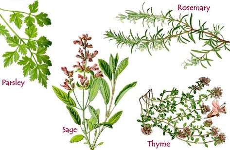 Parsley, Sage, Rosemary and Thyme - English Children's Songs ... Parsley Sage Rosemary And Thyme, Herb Tattoo, Rosemary Herb, Rosemary And Thyme, Scarborough Fair, Rosemary Plant, Creative Painting, Fragrant Flowers, All Birds