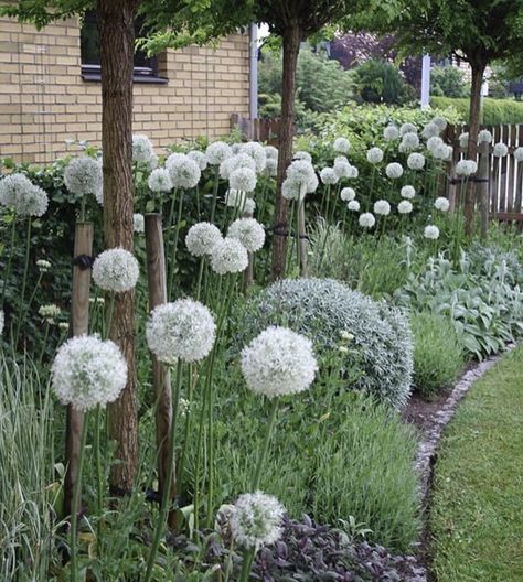 Moderne Have, English Garden Design, Backyard Ideas For Small Yards, Back Garden Design, Cottage Garden Plants, Moon Garden, White Garden, Creative Gardening, Beautiful Backyards