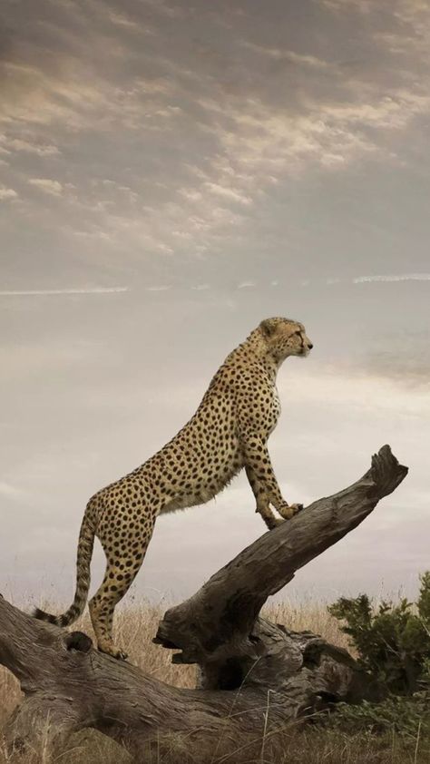 African Animals Photography, Cheetah Pictures, Cheetah Drawing, Cheetah Wallpaper, Majestic Animals, Cheetahs, African Wildlife, Animal Sketches, African Animals