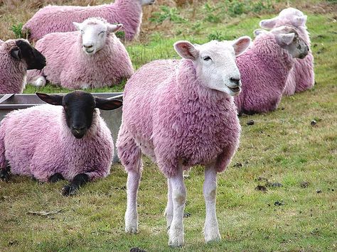 Pink sheep Pink Saturday, Pink Sheep, Counting Sheep, Little Bo Peep, Sheep And Lamb, Oui Oui, Back To Nature, Animal Welfare, Farm Animals