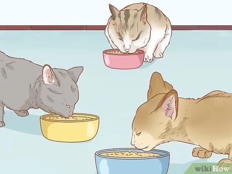 3 Ways to Peacefully Feed Cats in Multi‐Cat Households - wikiHow Calming Cat, Balanced Nutrition, Mother Cat, Veterinary Technician, Feeding Station, Feeding Time, Cat Carrier, Cat Feeding, Space Cat