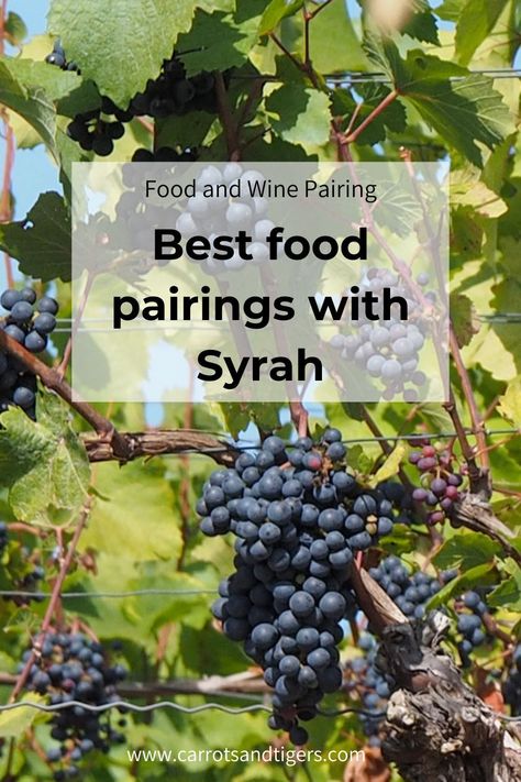 Quick food and wine pairing guide for Syrah Syrah Wine Pairing, Syrah Wine, Wine Paring, Snack Pairings, Wine Tasting Room, Cheese Pairings, Wine Food Pairing, Food Experiences, Wine Clubs