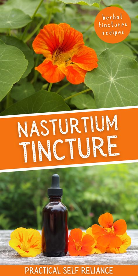 Nasturtium Infused Oil, Cilantro Tincture Recipe, Diy Tinctures Recipes, Purslane Tincture Recipe, Fever Few Tincture, What Is A Tincture, Peach Pit Tincture, Feverfew Tincture Recipe, Fig Leaf Tincture