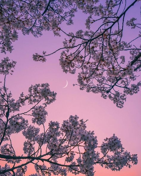 Iphone Wallpaper Landscape, Purple Sky, Landscape Pictures, Aesthetic Colors, Pink Sky, Purple Aesthetic, Pastel Aesthetic, Aesthetic Backgrounds, Amazing Nature