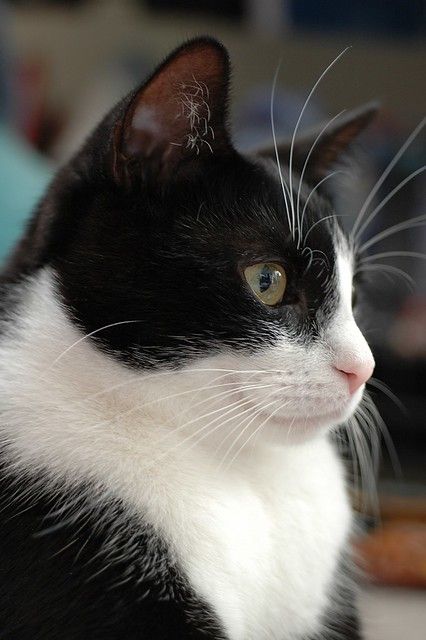 Bicolor Cat, Tuxedo Cats, Söt Katt, Black And White Cat, Tuxedo Cat, White Cats, Kittens Funny, Cute Cats And Kittens, Tuxedos