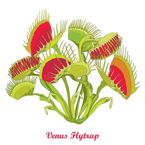 Venus Fly Trap Care, Venus Flytrap, Plantas Vs Zombies, Fly Trap, Venus Fly Trap, Fly Traps, Desenho Tattoo, Floral Curtains, Plant Drawing