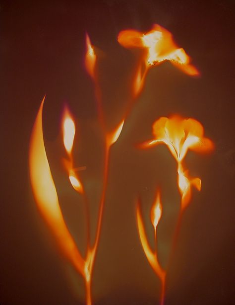 Orange Aesthetic, Orange Light, Arte Inspo, Foto Art, Orange Flowers, Wall Collage, Pretty Pictures, In The Dark, Aesthetic Pictures