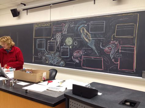 Zoology class. A former zoology student who's an art major drew us a study guide on the chalkboard (UWRF) Zoology Student Aesthetic, Zoology Degree, Zoology Major, Zoology Student, Science Rules, Art Major, Intense Love, River Falls, University Of Wisconsin