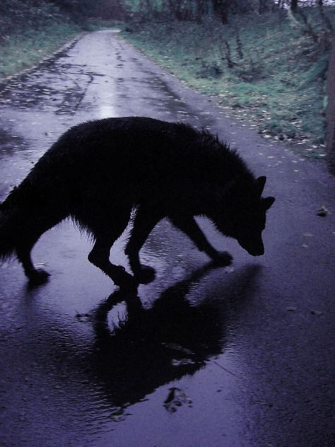 Wolf Walking, Lup Singuratic, Werewolf Aesthetic, Pretty Animals, Black Wolf, Wolf Dog, Wolf Art, Black Dog, Ravenclaw