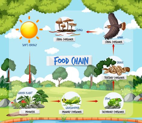 Forest Background Illustration, Food Chain Diagram, Simple Food Chain, Food Chain Worksheet, Frozen Cards, Train Projects, Attendance Sheet, Forest Ecosystem, Handmade Poster