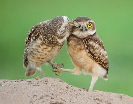 Owl Kisses | The 25 Cutest Animal Kisses Cute Animals Kissing, Animals Kissing, Birds Pictures, Two Owls, Cute Kiss, Burrowing Owl, Beautiful Owl, Cute Owl, Beautiful Creatures