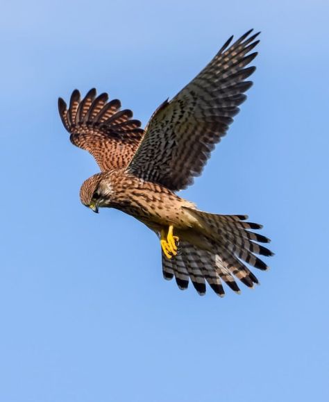 9 Spiritual Meanings Of A Hawk Flying Over You (Good Omen?) Falcon Flying, Hawk Flying, Out In Nature, Trust Your Instincts, Finding Your Soulmate, Photos Hd, Like Animals, Spiritual Meaning, New Images