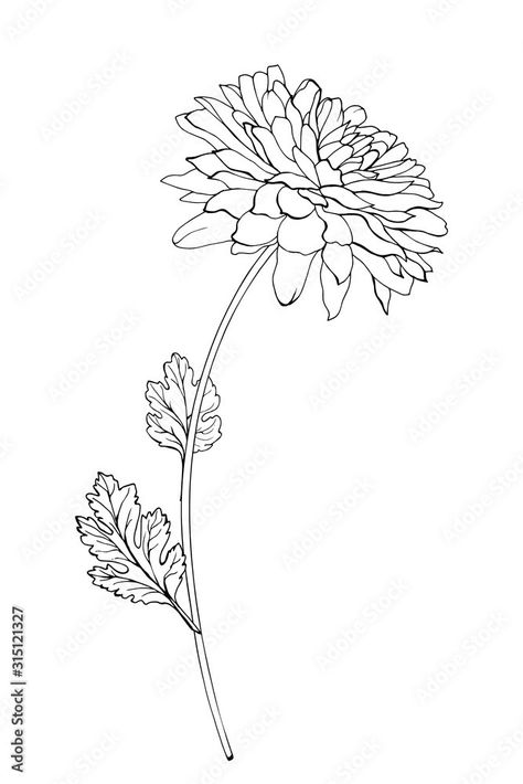 Chrysanthemum Flower Drawing, Crisantemo Tattoo, Chrysanthemum Drawing, Chrysanthemum Flower Tattoo, Outline Flowers, Outline Flower, Butterfly Tattoo Stencil, Flower Chrysanthemum, Chrysanthemum Tattoo