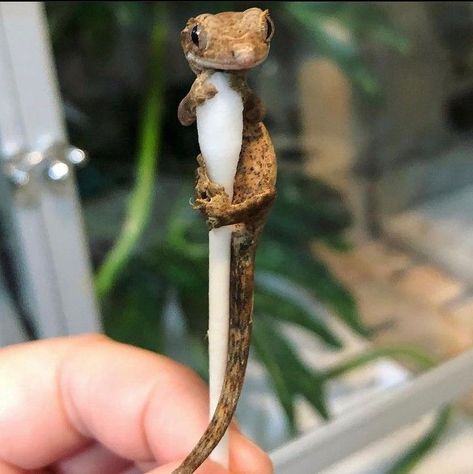 Crested Gecko Vivarium, Crested Gecko Care, Gecko Vivarium, Crested Geckos, Cute Gecko, Cute Lizard, Reptile Room, Cute Reptiles, Crested Gecko