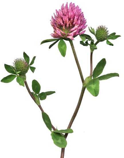 Clover / Red Clover Monograph      Latin Name: Trifolium pratense          Family: Fabaceae          Other Common Names       	trefoil, trifolium, cow grass, cleaver grass, beebread, wild clover, purple clover, meadow clover, honeysuckle clover, clov... Purple Clover Tattoo, Clover Nursery, Honeysuckle Watercolor, Wildflower Sleeve, Clover Meadow, Clover Photography, Trifolium Pratense, Clover Painting, Clover Embroidery