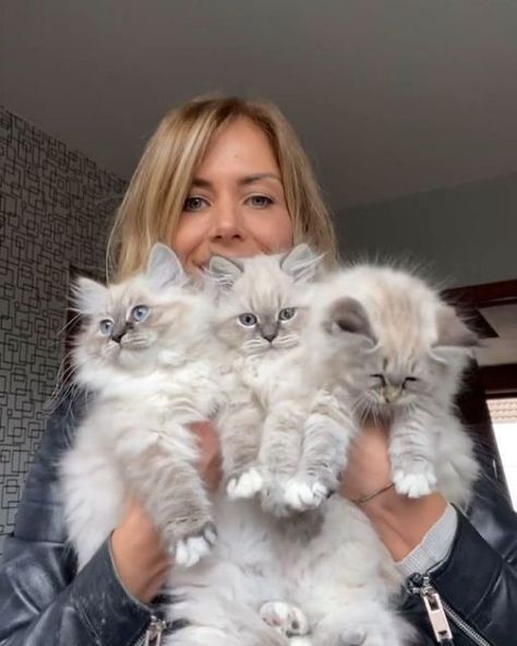 ragdoll on Instagram: "So cute 😍❤️ • • • 🙋Tag your friend who love this photo 😘⠀⠀⠀⠀ 📷 Credit : @mypreciouskayli 👉 Follow @ragdoll_4u pics & video everyday! ⠀ • • •" Cream Ragdoll Cat, Lynx Ragdoll, Cream Point Ragdoll, Lynx Kitten, Ragdoll Cat Cuddling, Chocolate Mink Ragdoll, Ragdoll Kittens, Sepia Ragdoll Kitten, Ragdoll Kitten