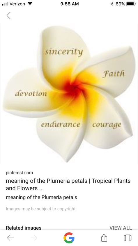 Four Petal Flower Tattoo, Plumeria Tattoo Meaning, Plumeria Flower Meaning, Ohana Plumeria Tattoo, Frangipani Meaning, Tiny Plumeria Tattoo, Plumeria Meaning, Plumeria Tatoos, Plumarias Flower Tattoo