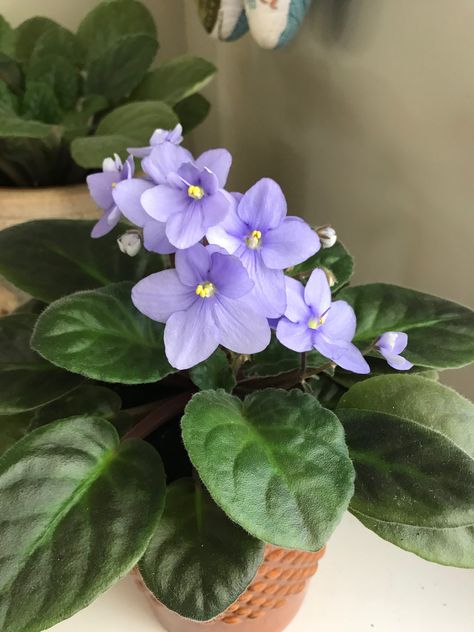 African Violet Aesthetic, Violets Flowers, African Violets Plants, Violet Aesthetic, Violet Plant, Violet Flowers, Lavender Aesthetic, Birth Flower Tattoos, Cute Laptop Wallpaper