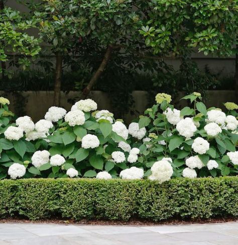 White hydrangea & boxwood. 💚 Love the designs of this landscape architect. @daighrick.la #mylavenderroselife #hydrangea… | Instagram Hydrangea Hedge Front Yards, Hydrangea And Boxwood Landscaping, Hydrangea And Boxwood, Hydrangea Boxwood, Hydrangeas In Pots, Boxwood Landscaping, Hydrangea Landscaping, Landscape Curbing, Villa Garden