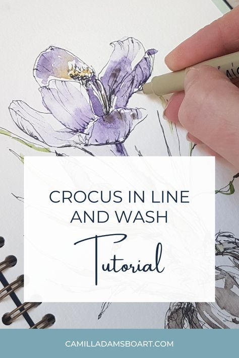 Line And Wash Florals, Watercolor Crocus Flowers, Line And Wash Watercolor Sketches Flowers, Ink And Wash Tutorials, Watercolour Line And Wash, Pen And Wash Flowers, Line And Wash Watercolor Flowers, Wash And Line Watercolor, Line Wash Watercolour