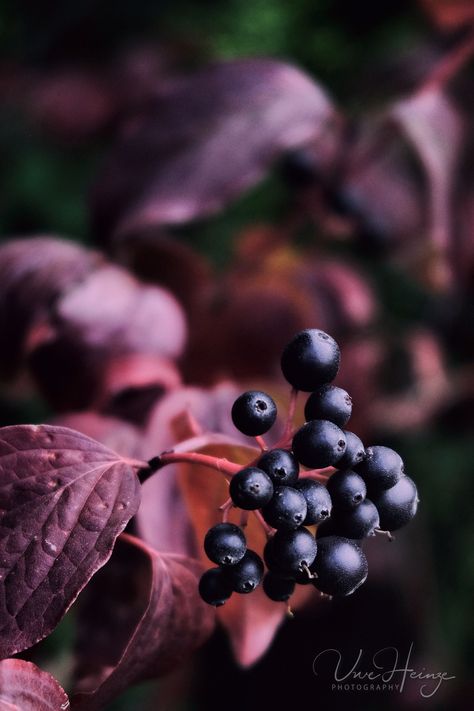 Berries Aesthetic, Front Lawn Landscaping, Heather Plant, Wild Berries, Deep Autumn, Dark Autumn, Autumn Scenes, Autumn Beauty, Backyard Projects