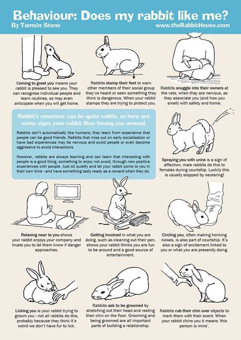 Bunny Age Chart, Where To Pet A Bunny, Things To Know About Bunnies, Things For Rabbits, Bunny Owner Tips, Bunny Behavior Meaning, How To Take Care Of A Rabbit, Rabbit Must Haves, How To Care For A Bunny