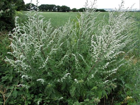 Mugwort, Artemisia vulgaris Artemisia Vulgaris, Edible Wild Plants, Organic Apple Cider, Organic Apple Cider Vinegar, Wild Harvest, Southern Oregon, Brown Flowers, Clay Soil, Wild Plants