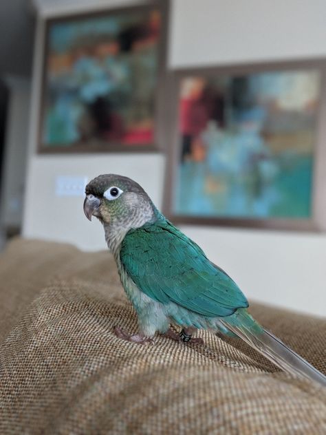 Green Cheek Conure Art, Green Conure Parrot, Conure Aesthetic, Moon Cheek Conure, Green Cheek Conure Cage Setup, Green Conure, Turquoise Conure, Turquoise Green Cheek Conure, Green Cheeked Conure