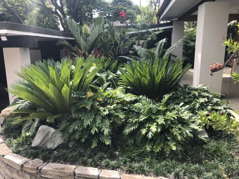 Tropical Planting, Philodendron Xanadu, Shade Landscaping, Palm Trees Landscaping, Tropical Landscape Design, Florida Landscaping, Palm Garden, Ferns Garden, Tropical Garden Design