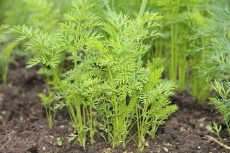 What Do Carrot Leaves Look Like - Tips To Grow Carrots Carrot Leaves, Carrot Seedlings, Mosquito Trap Diy, Mosquito Traps, Growing Carrots, Organic Mulch, Carrot Seeds, Soil Layers, Simple Life Hacks