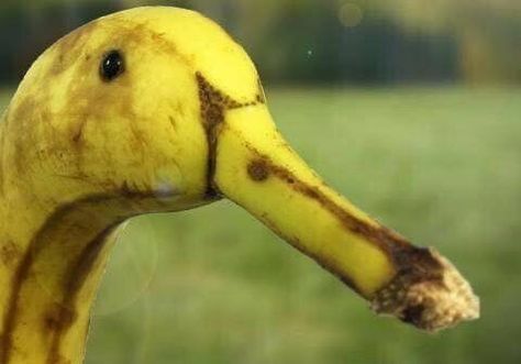 This duck looks like a banana A Banana, Yellow