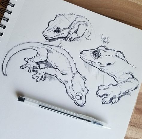 Devin Elle Kurtz, Animal Drawings Sketches, Cute Reptiles, Crested Gecko, Animal Study, Desenho Tattoo, Arte Inspo, Animal Sketches, Lizards