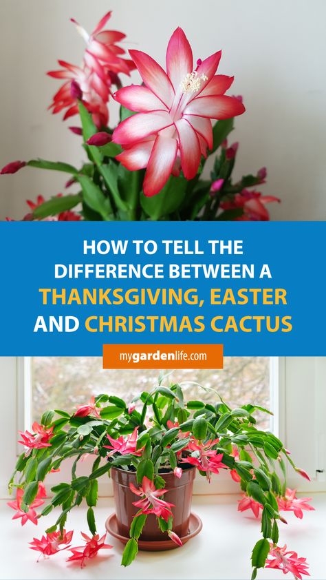 Three very similar plants that are grown and sold for holiday décor and gifting are the “Thanksgiving cactus”, “Easter cactus”, and "Christmas cactus". These are more generically sold with the name “holiday cactus” and can be easily confused with one another. Learn how to tell the difference between a Christmas cactus, Thanksgiving cactus, and Easter Cactus by clicking on this pin or saving it for later. Christmas Thanksgiving Easter Cactus, Types Of Christmas Cactus, Xmas Cactus, Crab Cactus, Cactus Identification, Christmas Cactus Propagation, Small Cactus Plants, Origin Of Christmas, Christmas Cactus Care