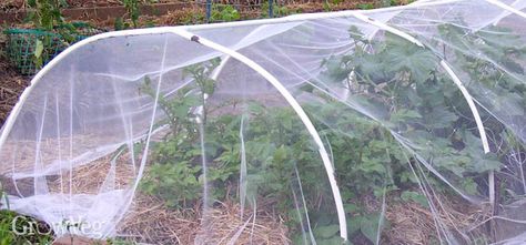 Tulle tunnel Agriculture Design, Prayer Garden, Bird Netting, Garden Netting, Weed Barrier, Insect Netting, Garden Bugs, Row Covers, Greenhouse Plants