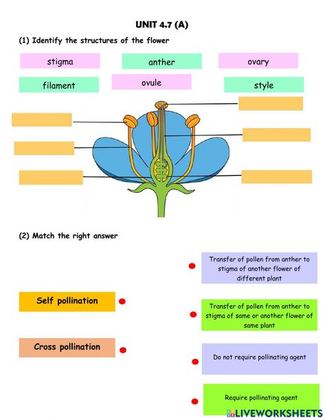 Pollination Worksheet, Pollination Activity, Evs Worksheet, Teaching Punctuation, Resume Form, Plant Reproduction, 4th Grade Activities, My Five Senses, Biology Revision