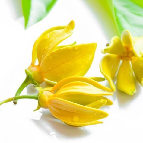 Ylang Ylang Essential Oil Benefits, Gel Face Mask, Ylang Ylang Flower, Ylang Ylang Essential Oil, Aromatherapy Gifts, Essential Oil Benefits, Herbal Oil, Essential Oil Bottles, Oil Benefits