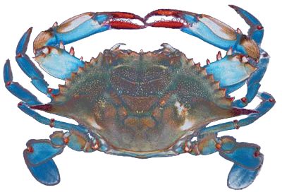 New Crabbing Regulations are In Effect - PropTalk Blue Claw Crab, Blue Crabs Art, Crab Painting, Crab Tattoo, Maryland Blue Crab, Crab Art, Sea Crab, Crab And Lobster, Blue Crab