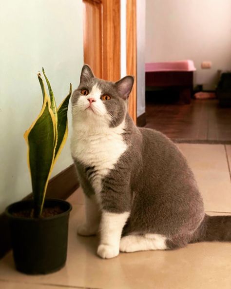 Bicolor Cat, British Cat, University Of Liverpool, Exotic Shorthair, British Shorthair Cats, British Shorthair, Funny Cute Cats, Pretty Cats, Kittens Cutest