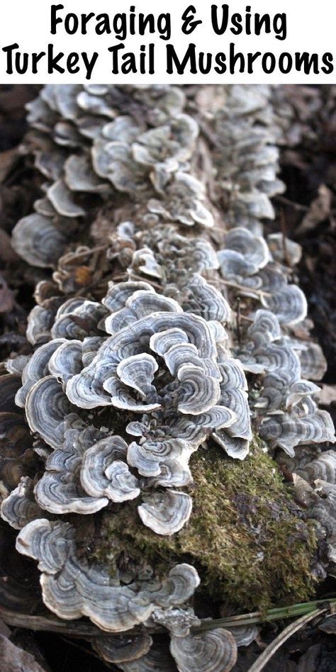 Turkey Tail Mushrooms, Wild Mushroom Recipes, Edible Wild Mushrooms, Mushroom Foraging, Growing Mushrooms At Home, Mushroom Identification, Wild Foraging, Wild Food Foraging, Turkey Tail Mushroom