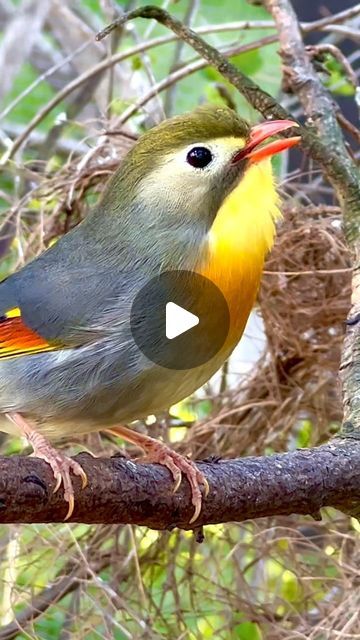 Tropical Aviary, Aviary Birds, Bird Sounds, Birds Singing, Bird Calls, Bird Song, Doctor's Office, April 25, Song Bird