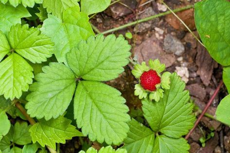 Green Witch Plant Profile: Creating “Mock” Strawberry Magick | Gwyn Strawberry Plant Care, Mock Strawberry, Strawberry Benefits, Grow Strawberries, Strawberry Plant, Wild Food Foraging, Plants Care, Strawberry Leaves, Dried Berries