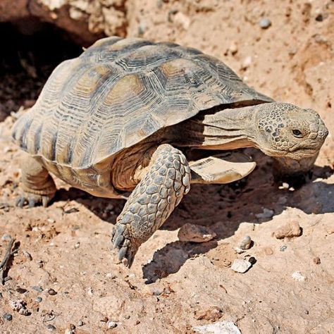 Desert Tortoise walking out of its hide into the sun taken by Renee Grayson Desert Tortoise Enclosure Outdoor, Desert Tortoise Enclosure, Large Sulcata Tortoise Habitat Outdoor, Desert Tortoise Habitat Outdoor, Desert Tortoise Habitat, Redfoot Tortoise, Outdoor Tortoise Enclosure, Pet Tortoise, Cypress Mulch