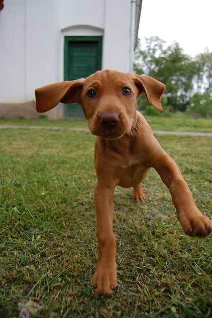 Cute Puppy Pictures, Love My Dog, Vizsla Puppies, Weimaraner, Puppy Pictures, Basset Hound, Baby Dogs, Happy Thoughts, Shiba Inu