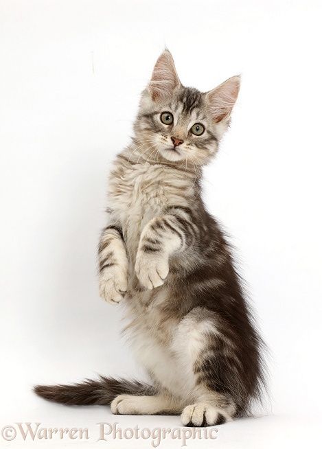 Cats Standing, Different Cat Poses, Kitten Poses Reference, Kitty Reference, Playful Cat Pose, Animals Standing Up, Fluffy Cat Reference, Kitten Reference Photo, Cute Cat Photography